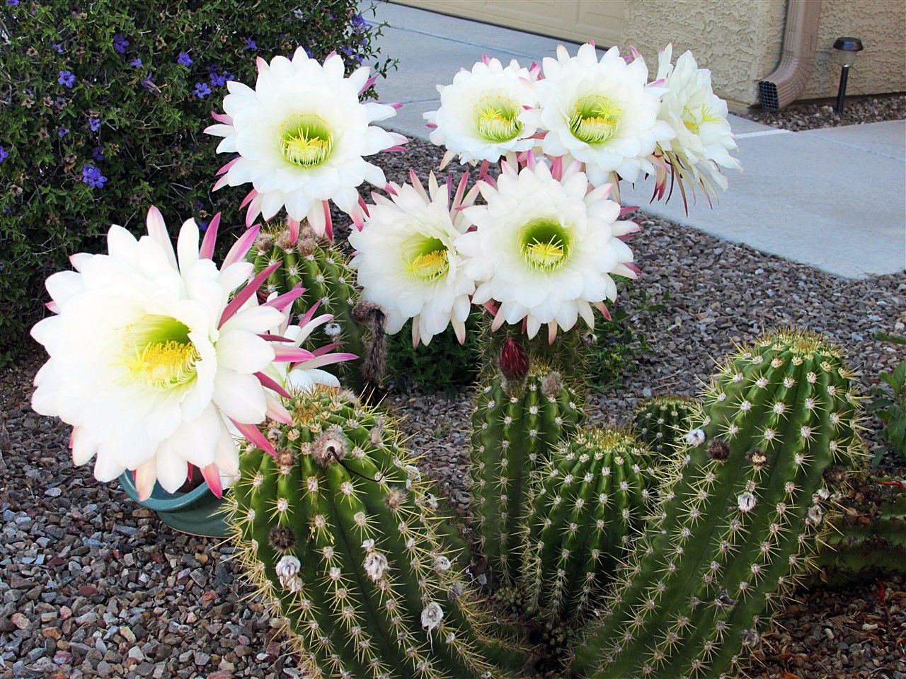 Cactus blooms